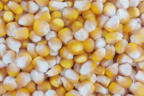 怎么鉴别玉米种子的质量，品质好的玉米种子色泽鲜亮、颜色一致
