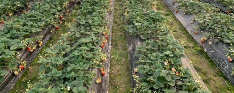 大棚草莓如何种植与管理，从母株上分离壮苗即可栽种