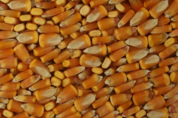 怎么鉴别玉米种子的质量，品质好的玉米种子色泽鲜亮、颜色一致