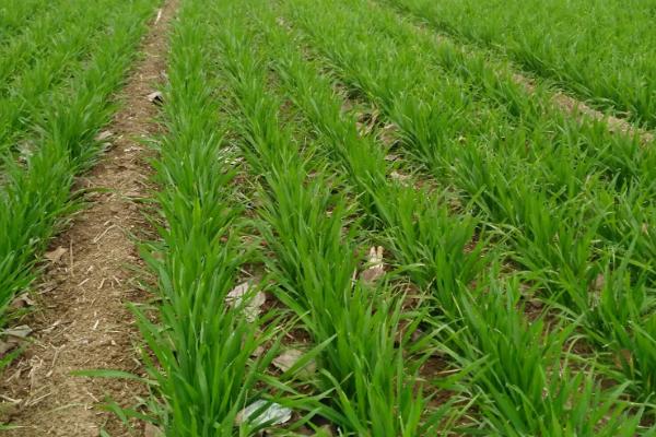 小麦的种植方式，西南地区采用小窝密植