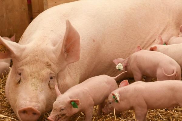 母猪早产5天的原因，可能是患疾病也可能是营养不足