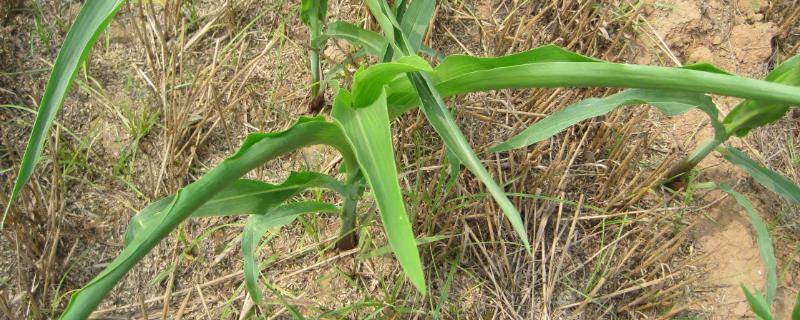 玉米出现药害如何处理，可采取中耕灌水、喷施调节剂等措施