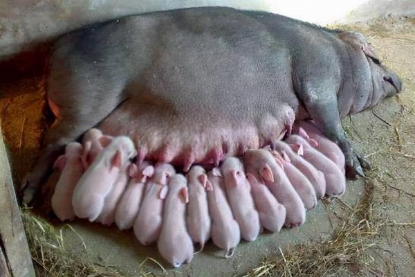 母猪怀孕多久会出现胎动，通常需要70-100天左右