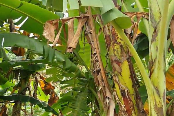 香蕉枯萎病介绍，病叶上会出现坏死条纹及圈斑