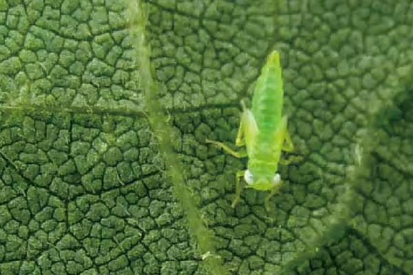 小绿叶蝉成虫前怎么防治，及时清理杂草可减少越冬虫源