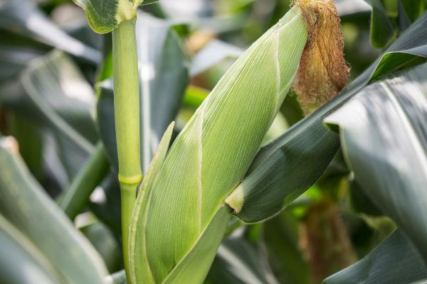 苏玉糯10号玉米种子的特征特性，春播生育期为94天左右