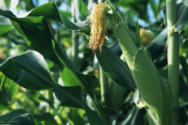 苏玉糯10号玉米种子的特征特性，春播生育期为94天左右
