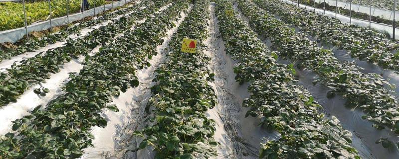 大棚草莓发生冻害补救措施，及时清除受冻的花、果及花序