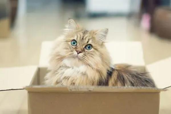 猫吃纸箱有没有事，可能是异食癖