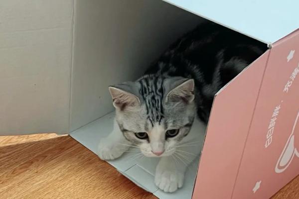 猫吃纸箱有没有事，可能是异食癖
