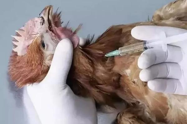 鸡在哪个部位进行肌肉注射，一般选择胸肌或翅基部三角肌
