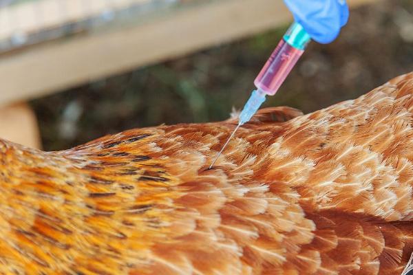 鸡在哪个部位进行肌肉注射，一般选择胸肌或翅基部三角肌