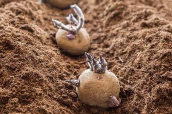 土豆快速催芽方法，浸泡后可埋入沙床中