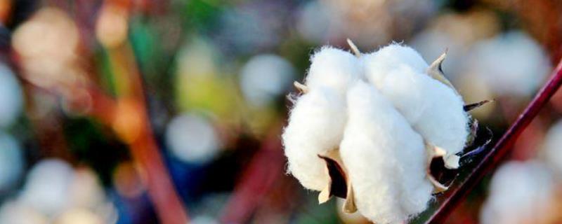 过量对棉花使用氮肥有什么危害，容易导致植株徒长、产生病害