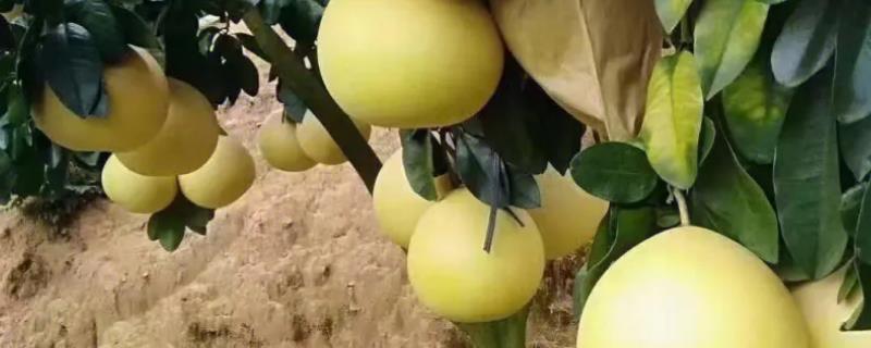 蜜柚种植为什么要用草木灰，其肥效明显