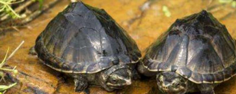 麝香龟能不能混养，可以和具有相同习性的乌龟一起饲养