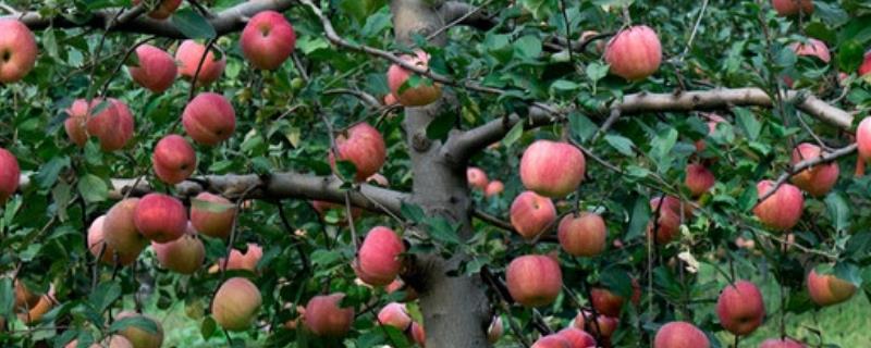 秋季苹果管理技巧，根据土壤墒情适量浇水