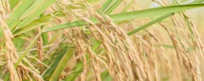 水稻适合在何时使用钾肥，分蘖期、幼穗分化期、孕穗期均可使用