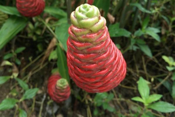 冬天能不能种植红球姜，可以种植但要保证温度超过13℃