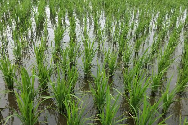 水稻旱种要点，稻苗进入4-5叶期开始浇水