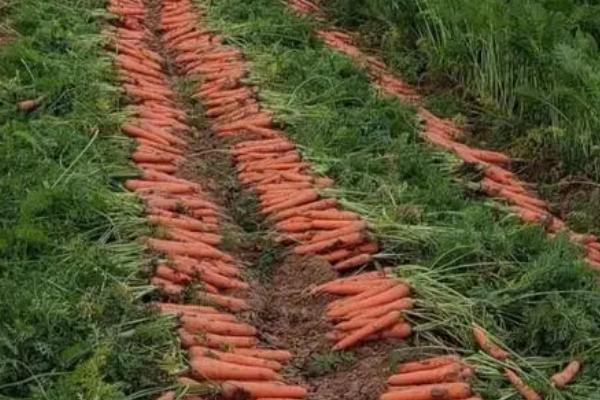 秋季怎么种植有机胡萝卜，关键是要早间苗、稀留苗
