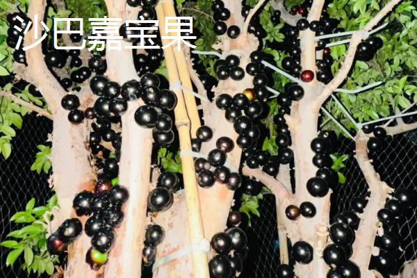 树葡萄的品种，主要包括桃形红嘉宝果、沙巴嘉宝果、福冈嘉宝果等种类