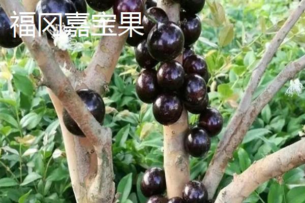 树葡萄的品种，主要包括桃形红嘉宝果、沙巴嘉宝果、福冈嘉宝果等种类