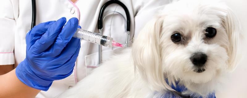 狗狗驱虫药的副作用，体内驱虫副作用通常体现在消化系统上