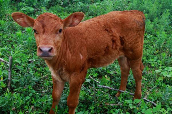 牛犊七个月早产怎么办，胎体成熟心跳正常就可救治