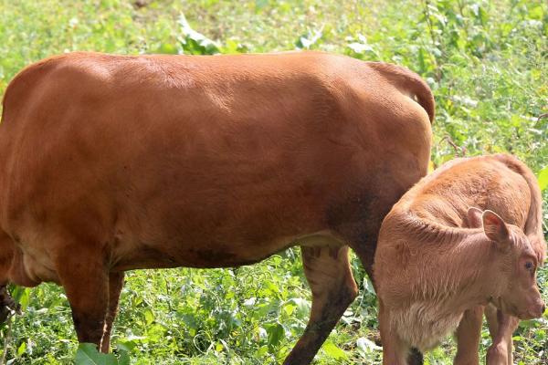 牛犊七个月早产怎么办，胎体成熟心跳正常就可救治