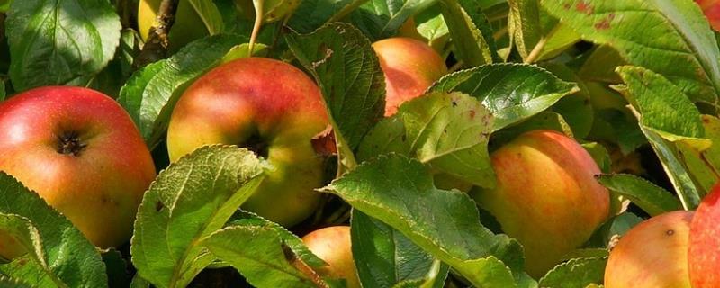 苹果个头小是怎么回事，过量施肥也会导致