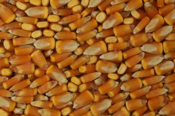 怎么提高杂交玉米种子的品质与产量，关键是要建全亲本繁殖质量保证体系