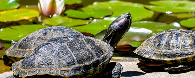 淡水龟能不能一直在水中，长时间浸水容易患上腐甲病