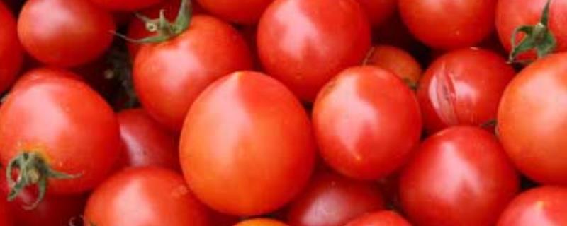 如何用农药防治西红柿病害，需根据实际病情采取针对性措施