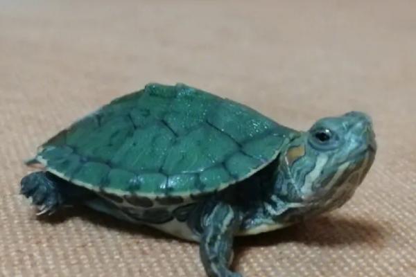 小乌龟能养大吗，大多数品种能养大