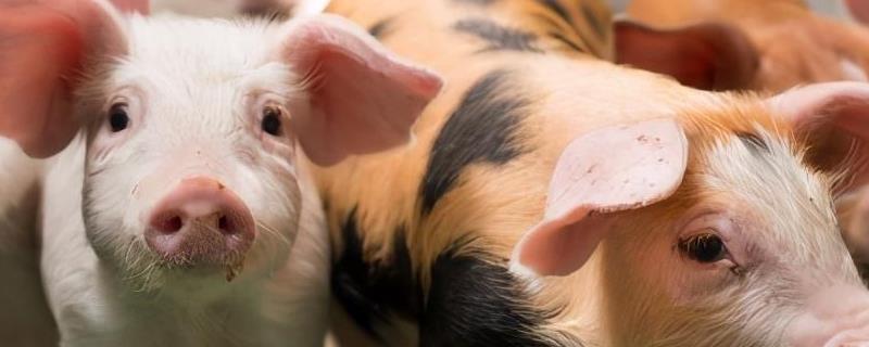 猪流产原因以及怎么防治，环境温度过低容易导致母猪流产