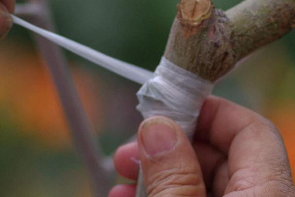 果树秋季接苗剪砧怎么提高成活率，采用分次剪砧的方法更有利于成活