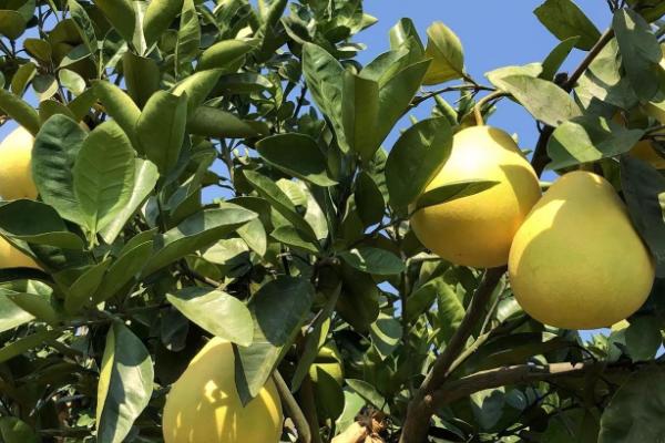 怎么对蜜柚使用氮肥，需根据土壤的PH值选择酸性或碱性肥料