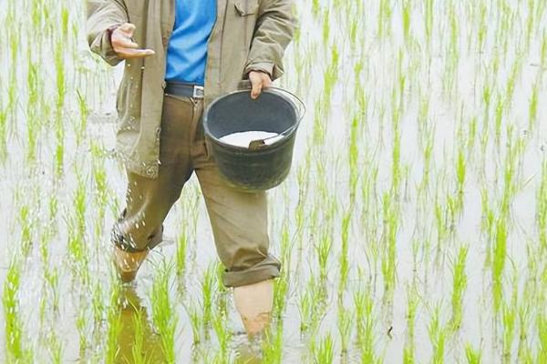 怎么对水稻使用磷酸二氢钾，齐穗期前后可兑水喷施