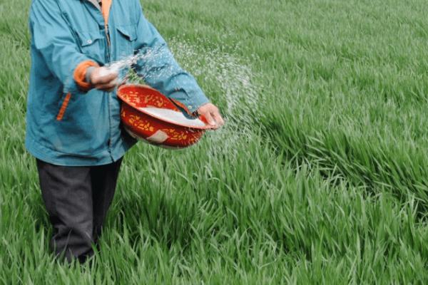 小麦氮肥后移施用方法，氮肥追施时间可推迟至拔节期