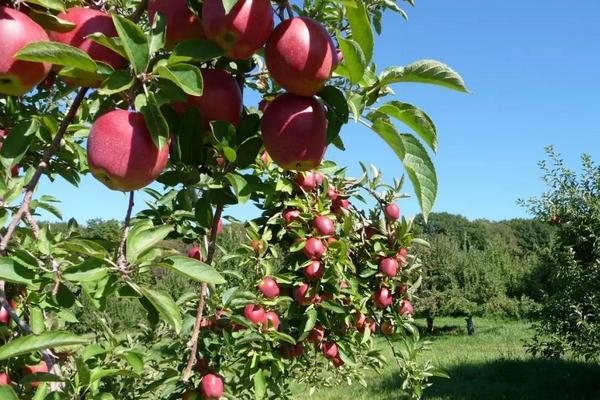 怎么改造苹果树的树形，树龄较大的果园可隔株间伐