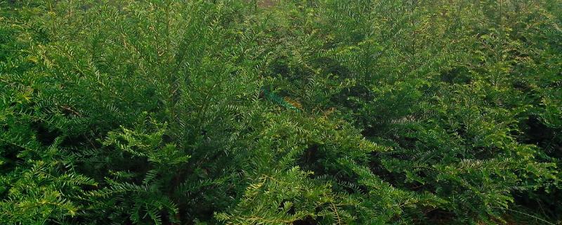 红豆杉的产地，在我国产于广东、四川、安徽等省份