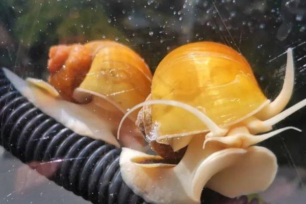 黄金螺的死亡原因，可能是水温低、患病、受伤等原因所导致