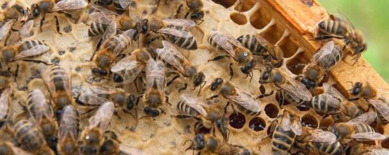 意蜂和中蜂有什么区别，意蜂多为黄色、中蜂多为灰黑色