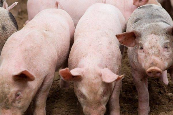 养猪怎么预防猪瘟，日常做好消毒工作比较重要