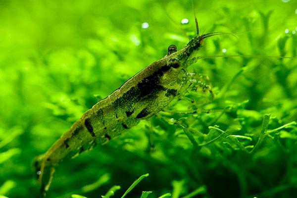 河里的透明小虾吃什么，以浮游生物和藻类为食