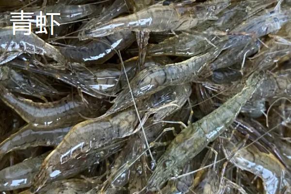 河里的透明小虾吃什么，以浮游生物和藻类为食