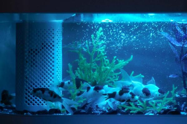 鱼缸养鱼是否要开灯，开灯可以帮助鱼儿发色、增加观赏性