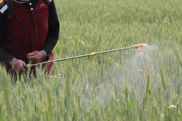 小麦播种期有哪些主要的病虫害，包括蛴螬、蝼蛄、全蚀病、纹枯病等种类