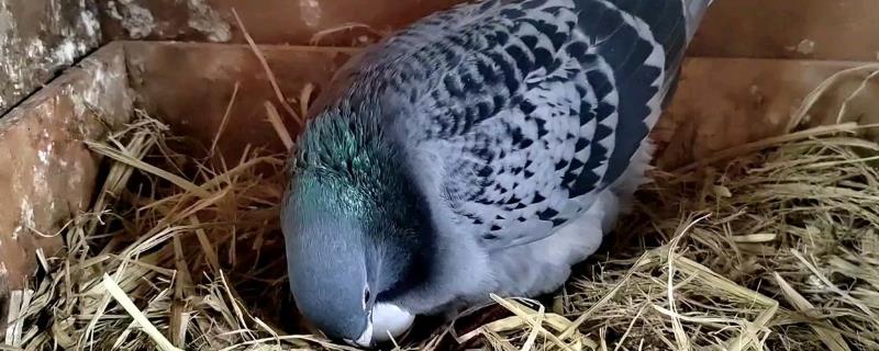 鸽子孵蛋期间的注意事项，切忌打扰和围观